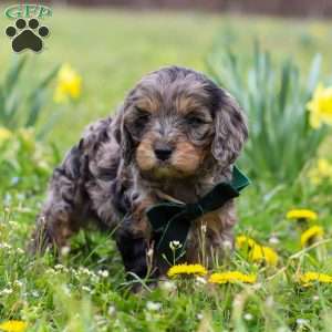 Gabriel, Cavapoo Puppy